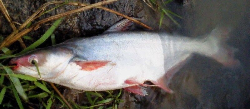 Mancing Ikan Patin? Ini Dia Umpan Patin Terbaik Di Alam Liar
