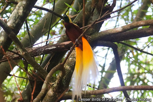 birding in west papua