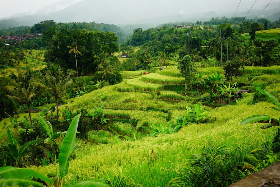 Jatiluwih rice terrace, Bali