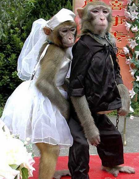 Featured image of post Funny Moneky Pictures : The question is why we love funny monkey pictures?