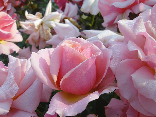 Rosas de color rosa