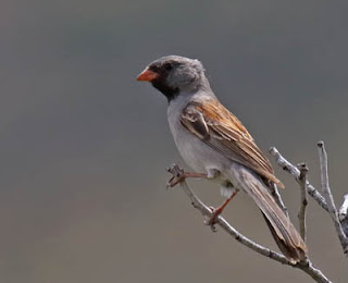 Photo of Black-chinned Sparrow in tree branches