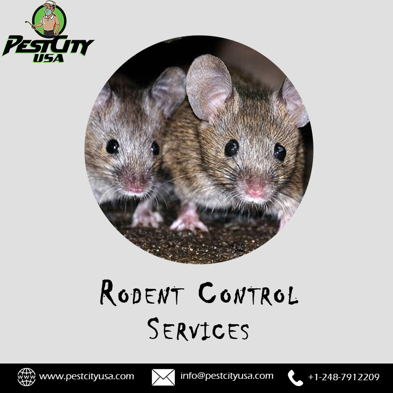 Improve Your Living, Keep Diseases At Bay & Much More With A Pest