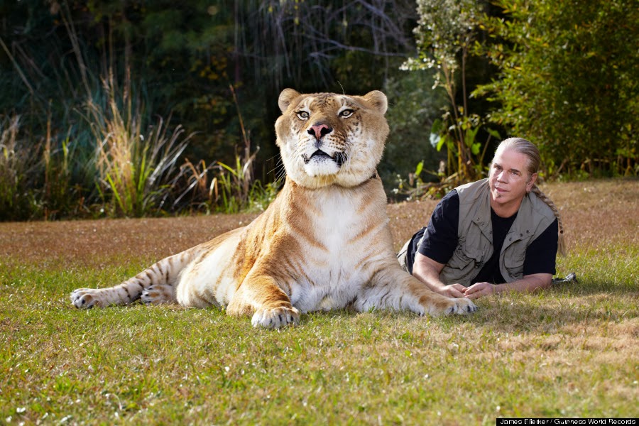 gambar hewan - foto harimau terbesar