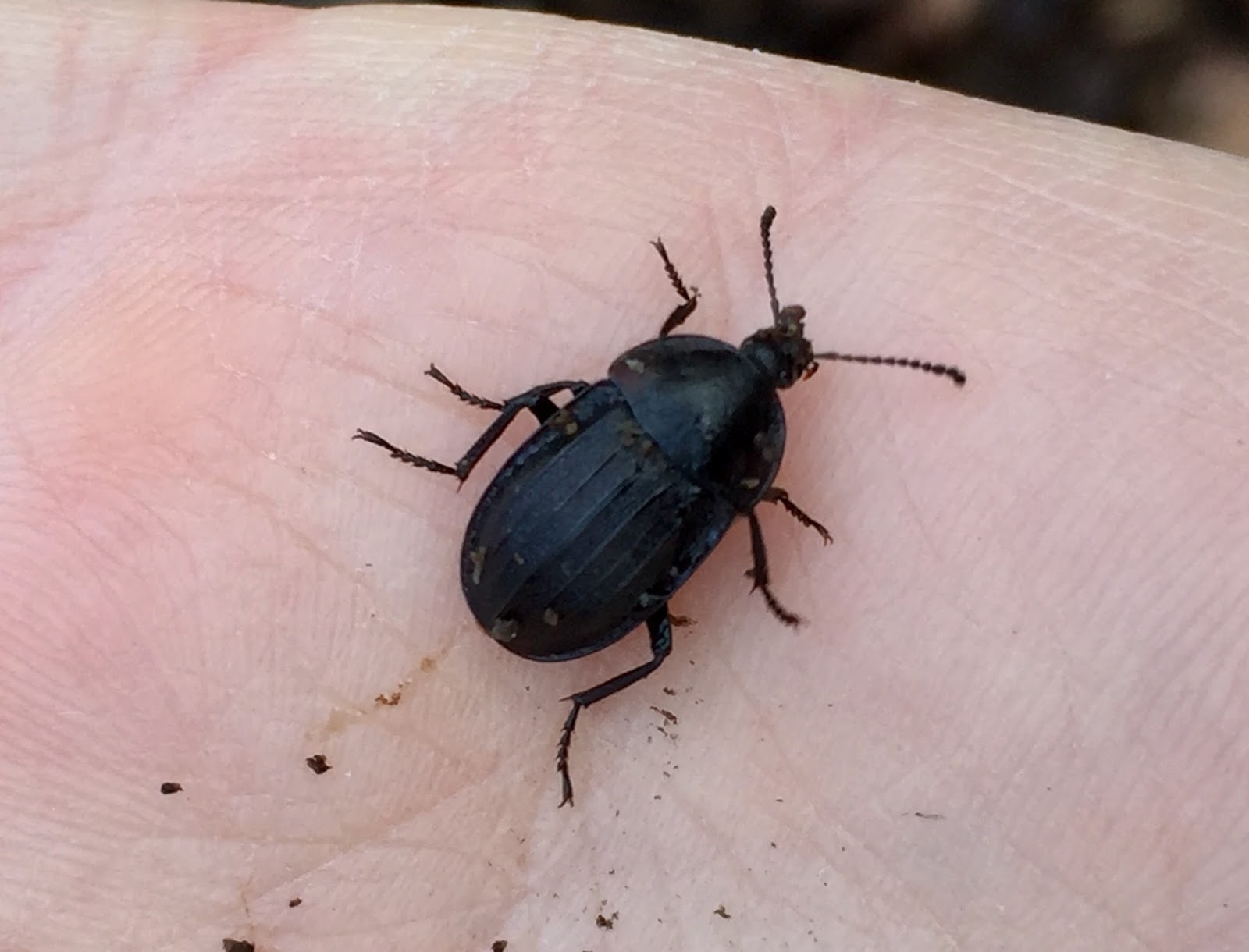 Blog Josie Hewitt Photography Black Snail Beetle