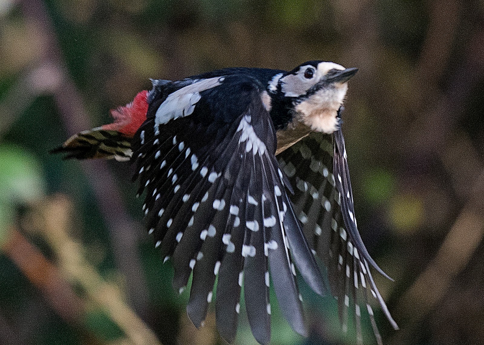 Alan James Photography Yesterday s Great Spotted Woodpecker alan-james-photography-yesterday-s-great-spotted-woodpecker