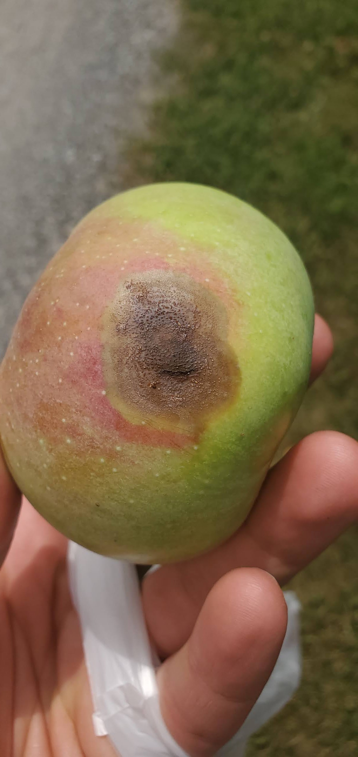 If You See Bitter Rot, Brown Rot and Fire Blight Please Contact Your