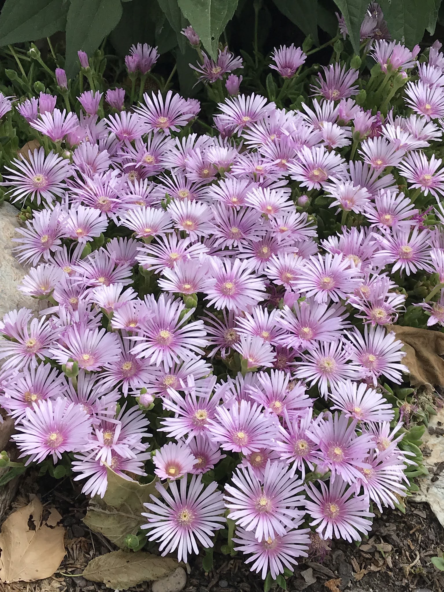 New Utah Gardener Six Waterwise Ground Cover Plants For Utah Gardens
