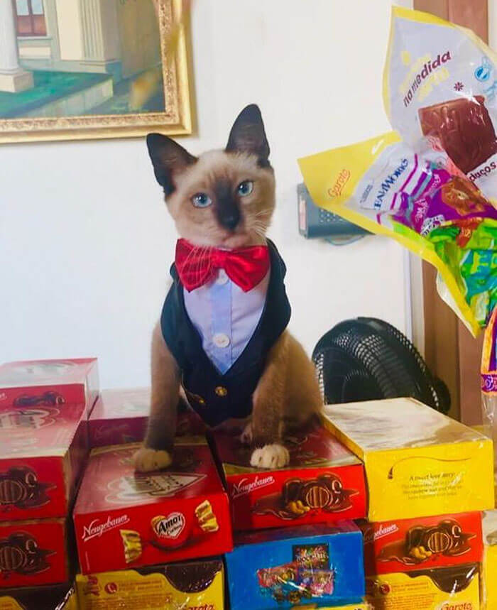 Stray Kitty Became A Law Firm's New Employee Shutting Down People Who Complained