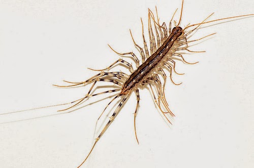 House Centipedes Getting To Know My Downstairs Housemates