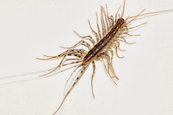 centipedes centipede hairy community pretty