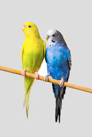 Most Popular Best Pets In The World - Birds