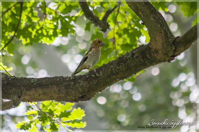 IMG_0830.jpg IMG_0830.jpg