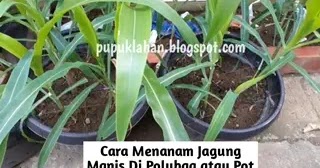 Cara Menanam Jagung Manis Di Polybag Biar Tumbuh Subur Dan Bertongkol Besar Kebunku Kebunku
