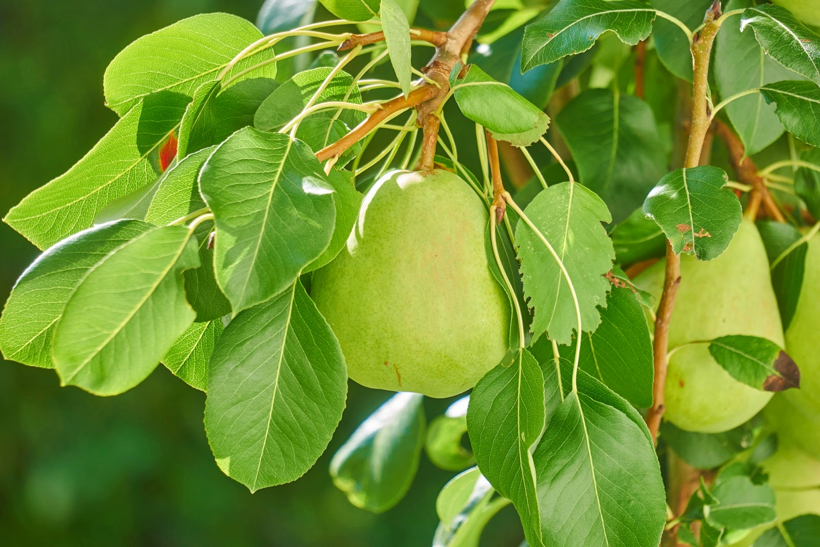 Manfaat Buah Pir bagi Kesehatan Manfaat Buah Pir bagi Kesehatan