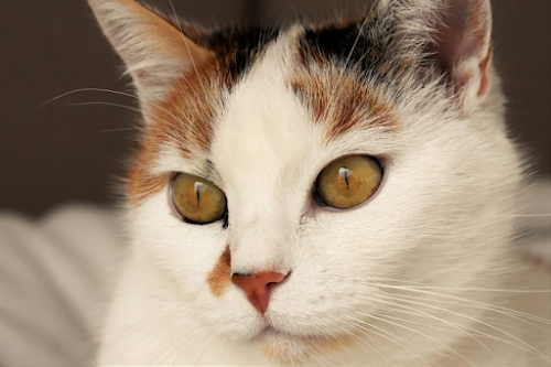 Ringworm in Cats: Symptoms, Prevention and Medication Ringworm in Cats: Symptoms, Prevention and Medication