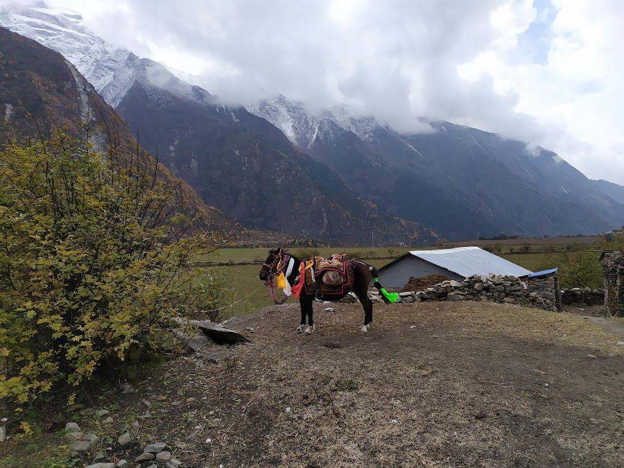 По долине Цум и вокруг Манаслу не галопом, ноябрь 2019.