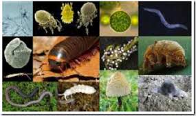 Lalatjantan: PERAN MAKROFAUNA TANAH SEBAGAI PEROMBAK BAHAN ORGANIK (Makalah  Biologi Tanah)