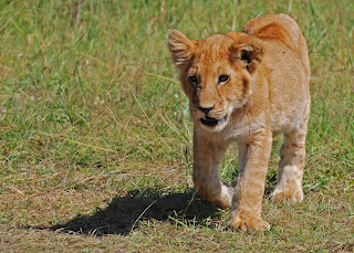 Masai Mara'da bir aslan yavrusu