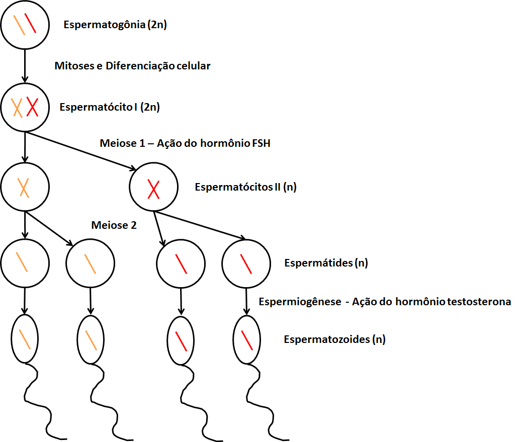 Resumos de Biologia Gametogênese A produção dos gametas