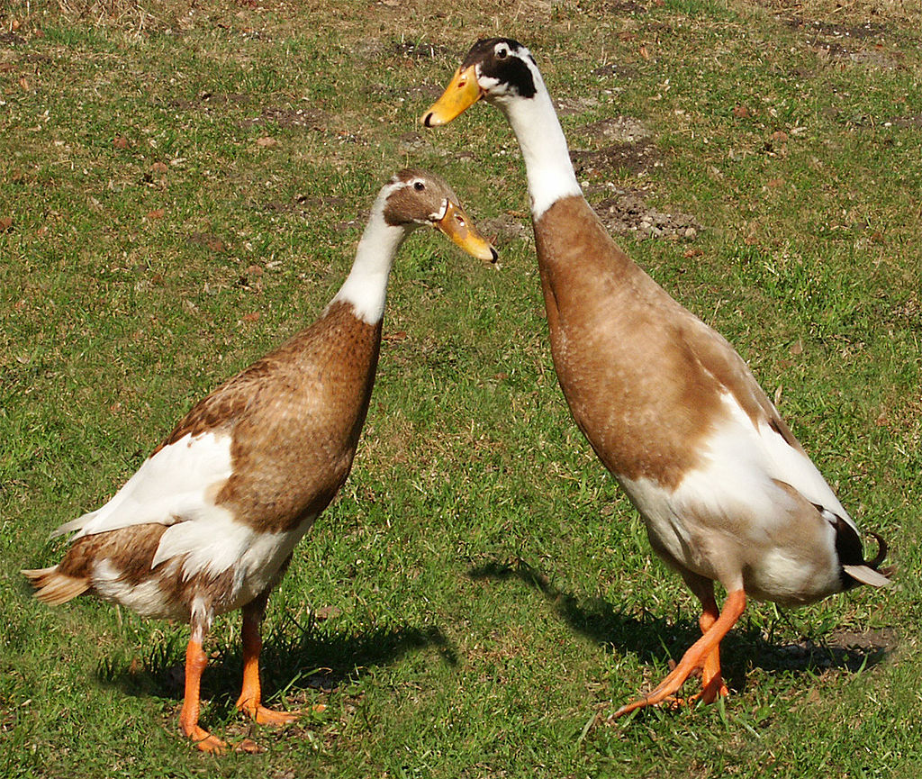 Chicken Duck Eggs Compared chicken-duck-eggs-compared