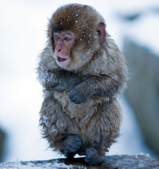 Is the BBC biased? "Baltic. Balls and brass monkeys"