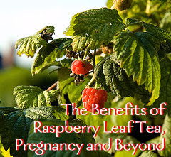 Pregnancy & Raspberry Leaf Tea