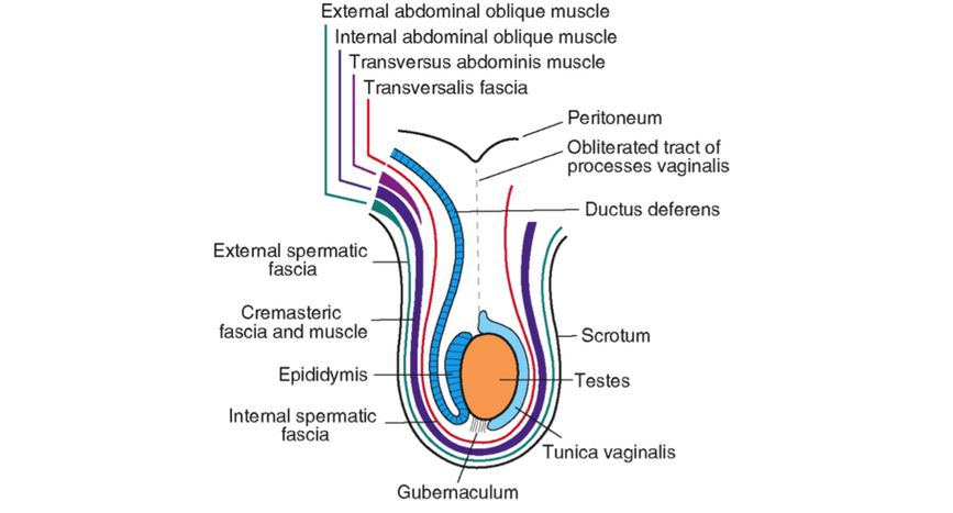 Embryology And Surgical Anatomy Of Testis And Scrotum - Overview