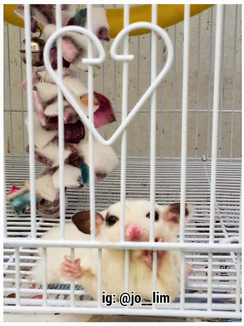 My Piebald Sugar Glider Collections Marbled Pied Mosaic Sugar Glider