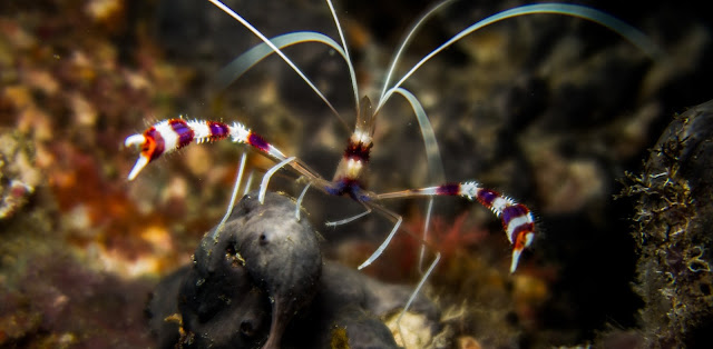 Photo of a boxer shrimp during diving Rasdhoo Atoll in the Maldives