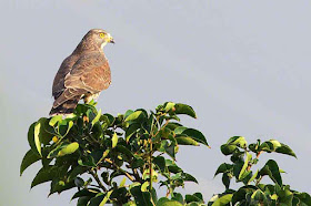 Grey-faced Buzzard Eagle in a tree