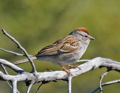 Photo of Chipping Sparrow on tangled branches