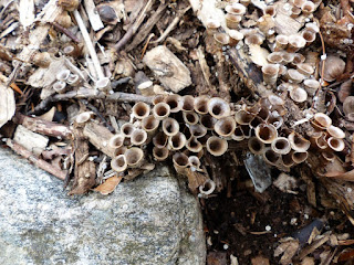 Crucibule lisse - Crucibulum laeve Crucibule lisse - Crucibulum laeve