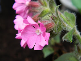 Rolly's Favorite Silene Campion bloom detail by garden muses: a Toronto gardening blog 