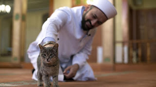 Una mezquita para gatos