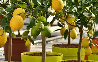 how to grow a lemon tree indoors