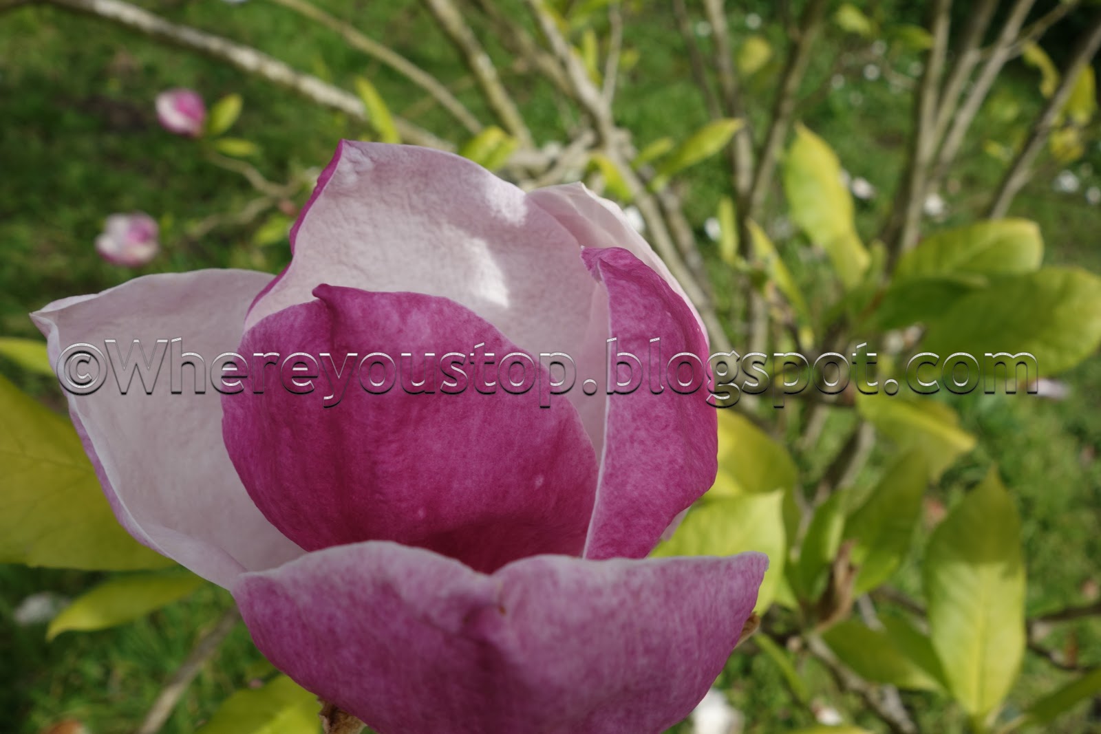 where-you-stop-nobody-knows