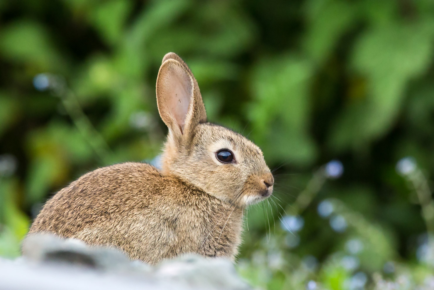Darley Dale Wildlife: Rabbit kits -Rowsley Sidings