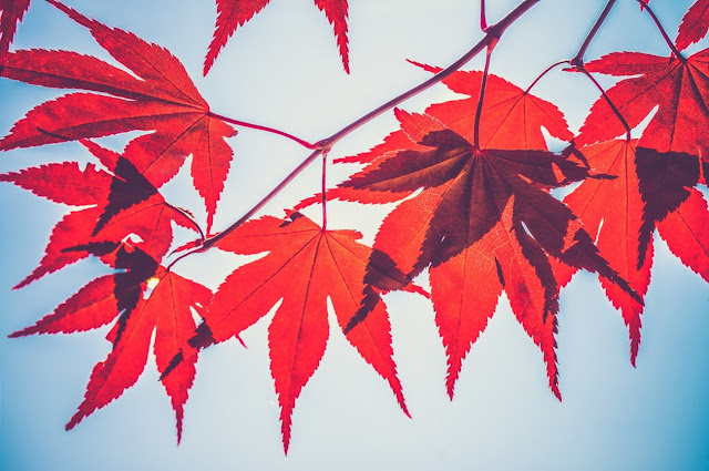 Благодаря антоцианам листья клена имеют красный цвет 