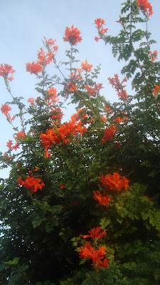 ESQUEJES DE BIGNONIA - El Jardín de Elbe