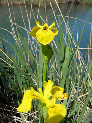 Lliri groc (Iris pseudacorus)