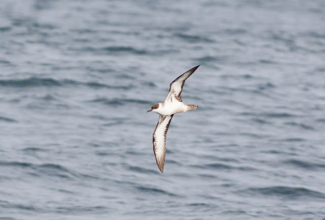 Great Shearwater - Scilly