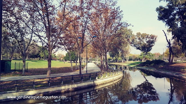 Paseo plátanos de sombra