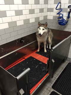 how much is self service dog wash at petco