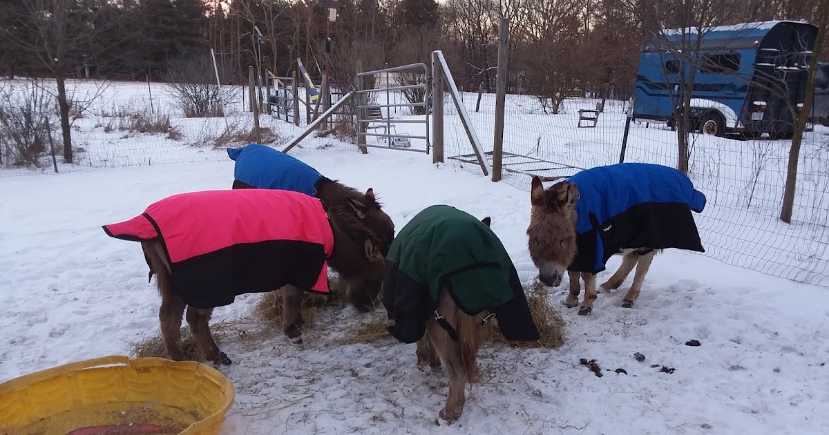 My Miniature Donkeys Blanketed Bundles of Donkey