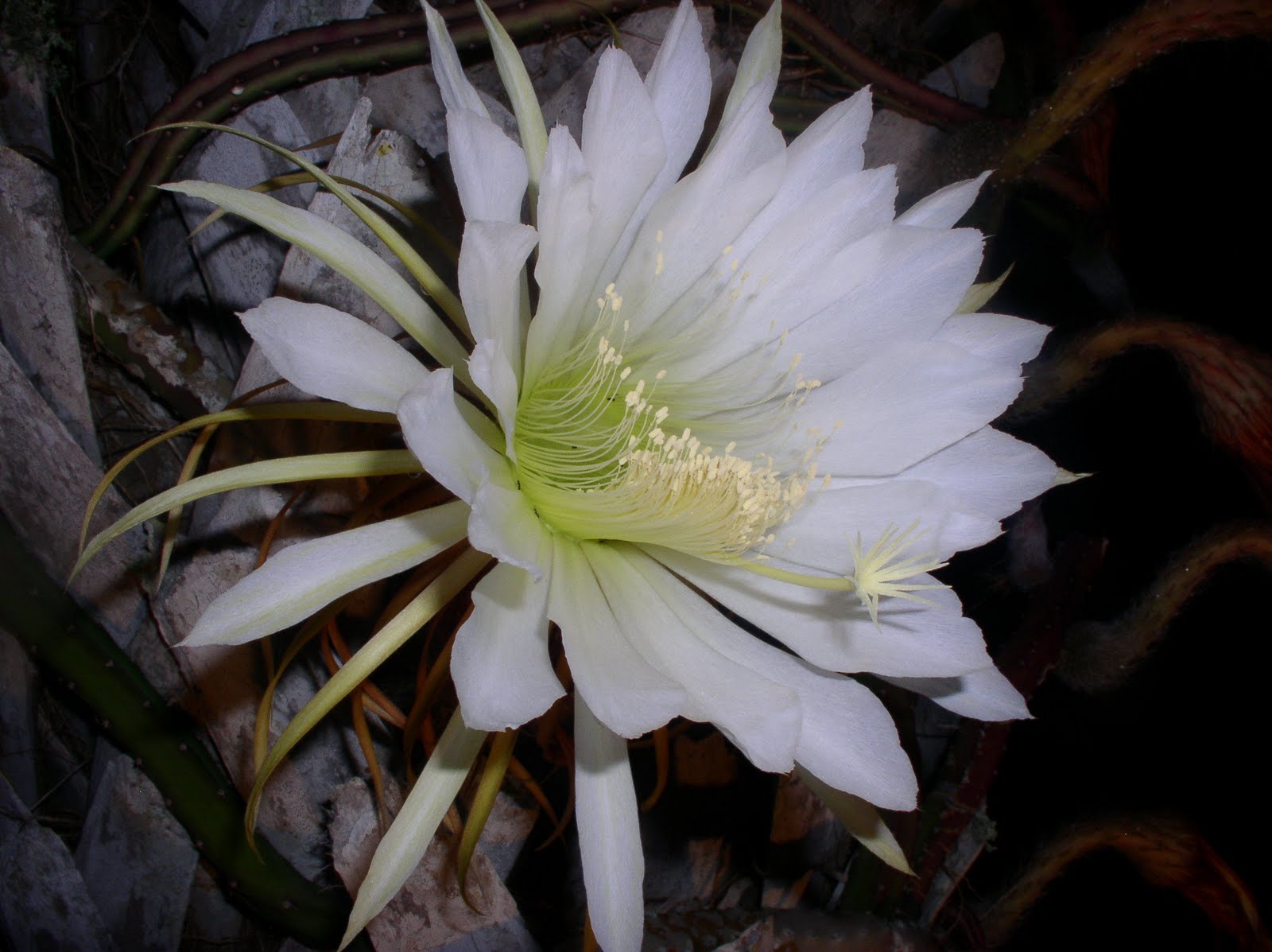 Цветок расцветает раз в год. Кадупул (Epiphyllum oxypetalum). Эпифиллум царица ночи. Эпифиллум цереус. Эпифиллум Дракула.