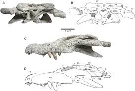 prehistoric crocodylian