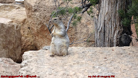 Rock squirrel Grand Canyon