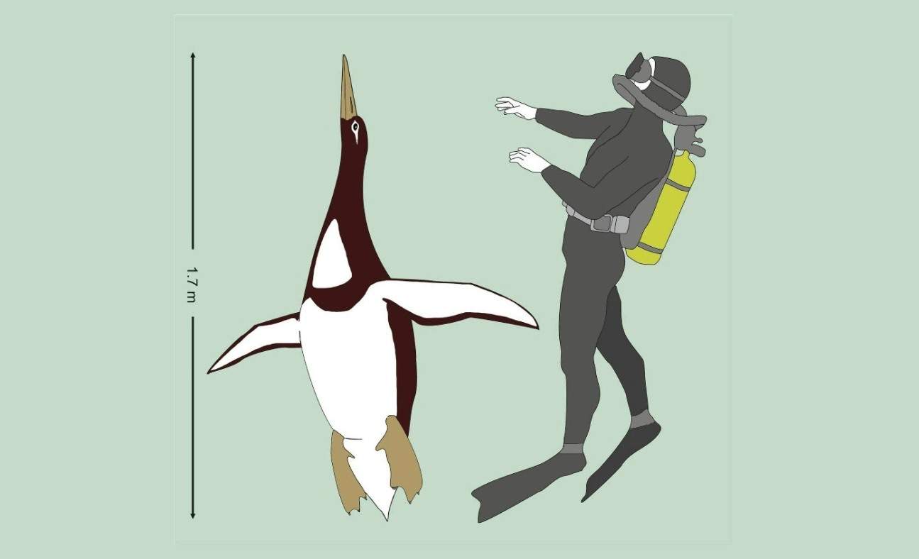 Giant Penguins Gave Up Flight and Started Swimming 66 Million Years Ago