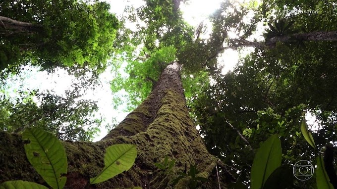 Expedição busca árvore gigante na Amazônia